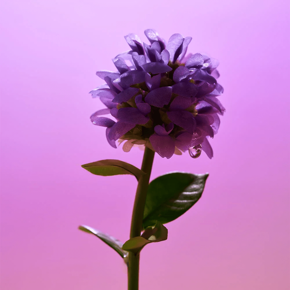 Gros plan pe floarea mov de Psoralea corylifolia, sursa naturală și ingredientul cheie al Serumului Bakuchiol.