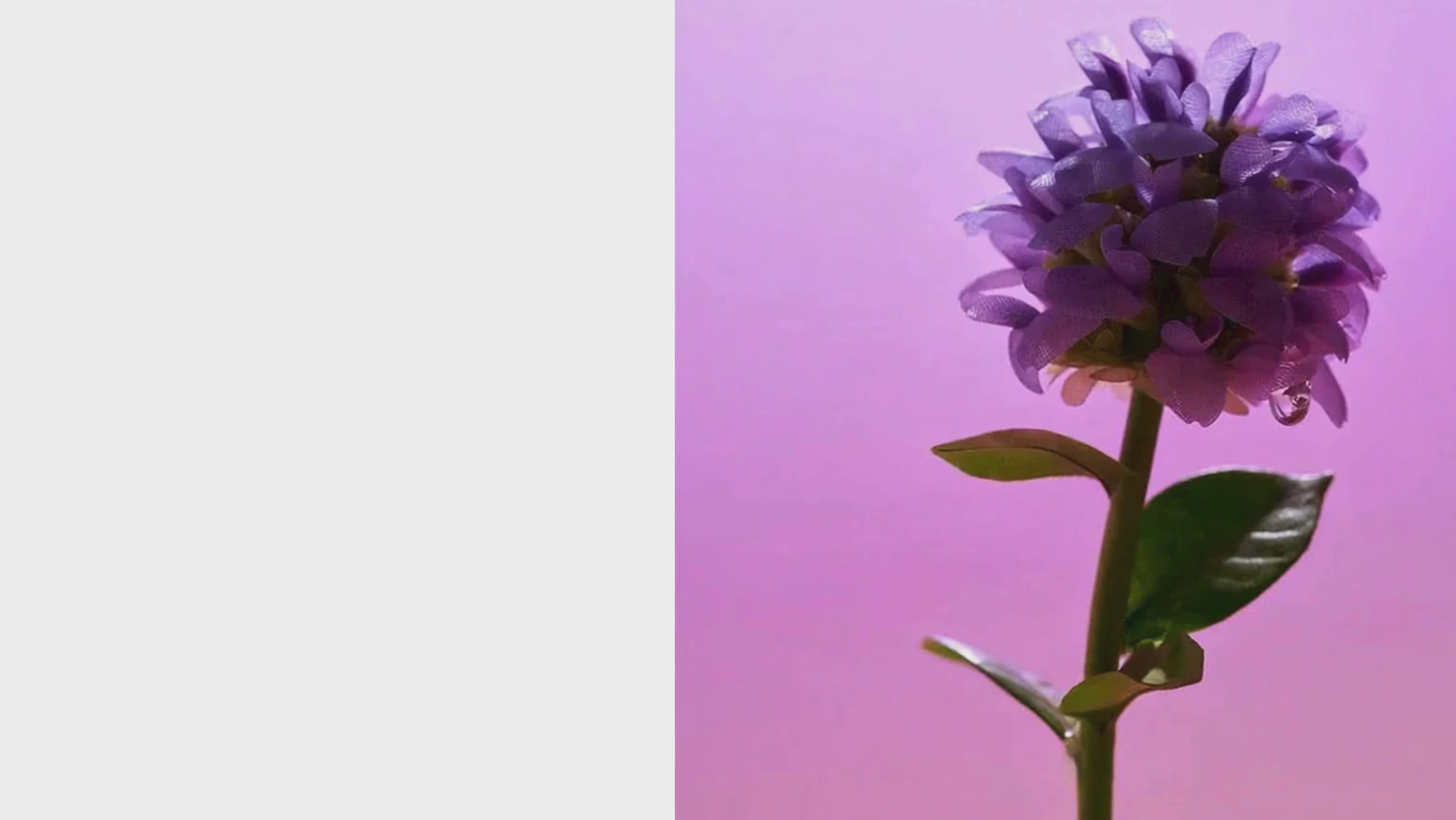 Planta din care se obține bakuchiol, alternativa naturală la retinol